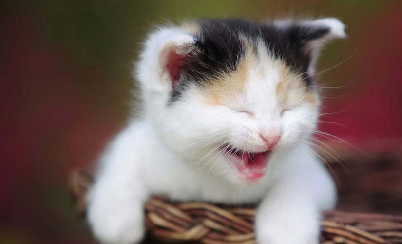 Lacinia metus sapien