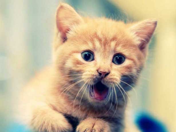 Pellentesque quis tortor