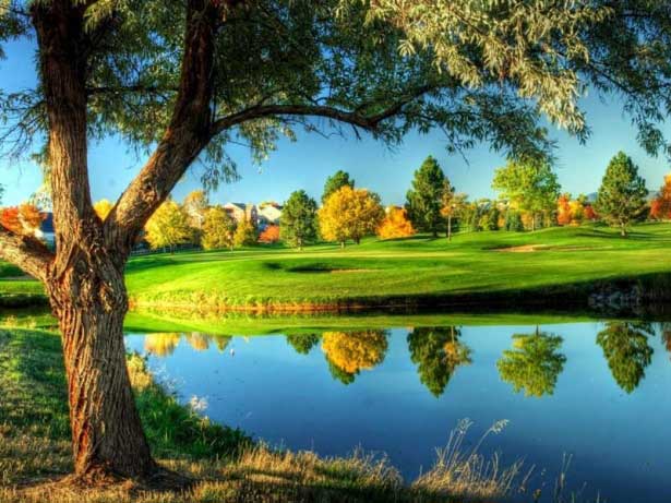 Suspendisse pharetratellus