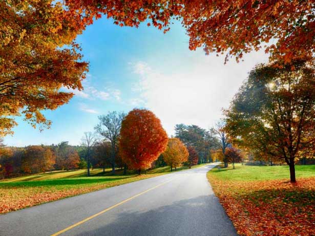 Purus molestie vitae arcu