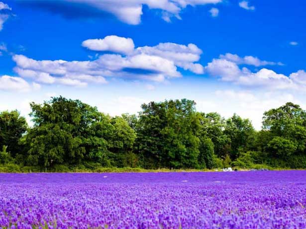 Praesent adipiscing eleifend