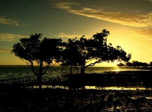 Madagascar's bid to save its majestic baobab trees